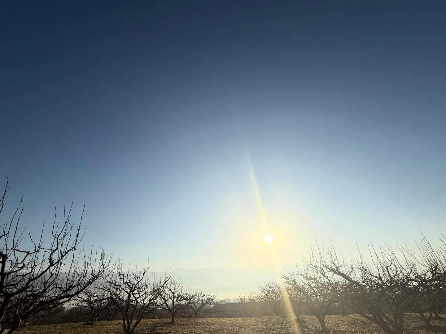@ohshima_farm 5
