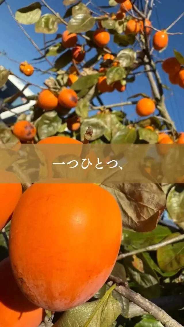 @ohshima_farm 6