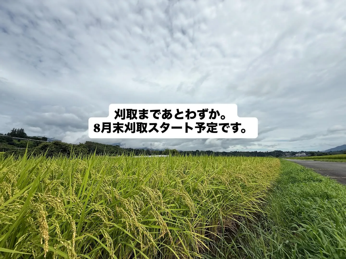 @ohshima_farm 8